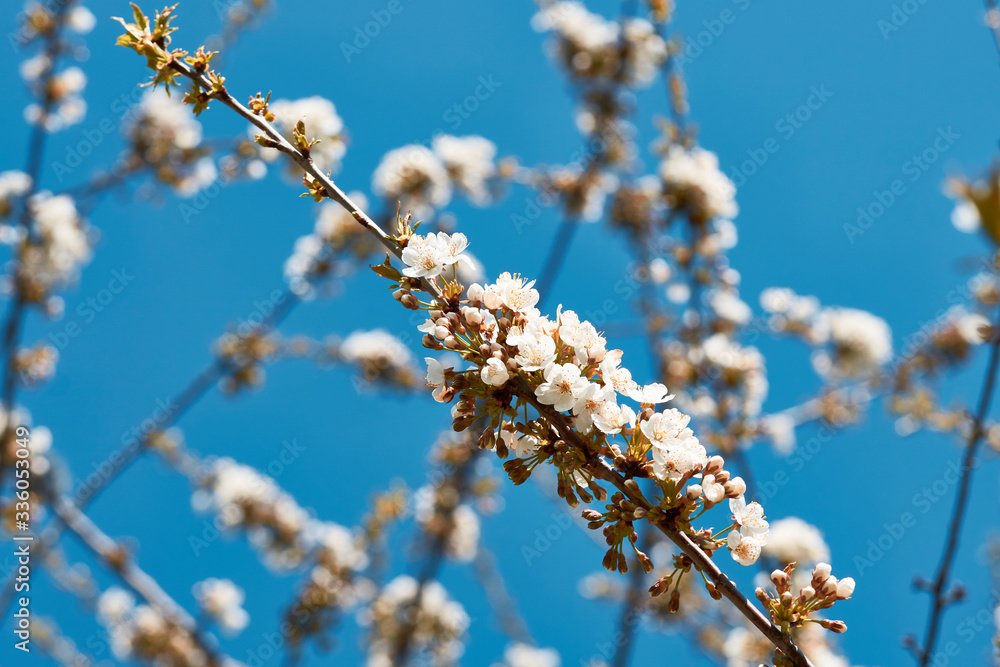 Close up white plum flowers tree blue sky in spring time Close up white plum flowers tree blue sky in spring time