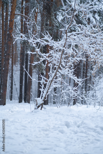 Branch covered in ice cold white frost in the winter. first frosts, cold weather, frozen water, frost and hoarfrost. Winter forest in the sun swept by snow
