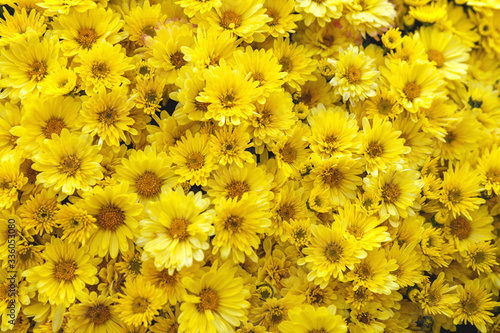 Yellow chrysanthemum background in autumn in October. Beautiful romantic floral background of chrysanthemums.