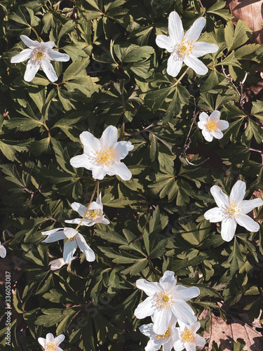 Frühlungsblumen im Wald