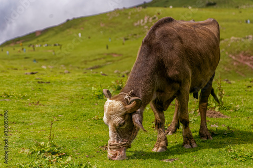 Cow in the mountains