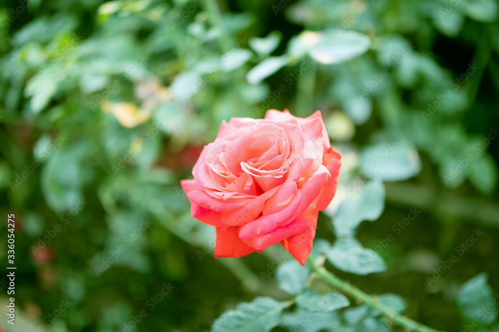Beautiful red roses flower in the garden Beautiful red roses flower in the garden