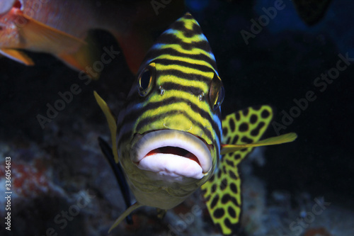 Oriental sweetlips fish photo