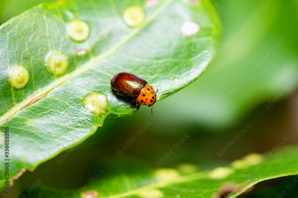 Fototapeta premium Dotted-head Acacia Beetle also known as Calomela maculicollis