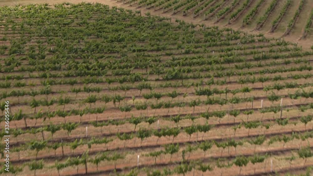 Hunter Valley Wine Region Australia. DRONE aerial view. Vineyards growing grapes for red wine. Green rolling hills. Dramatic landscape. Viticulture, scenic, drinking, growing concepts. Hunter Valley Wine Region Australia. DRONE aerial view. Vineyards growing grapes for red wine. Green rolling hills. Dramatic landscape. Viticulture, scenic, drinking, growing concepts.