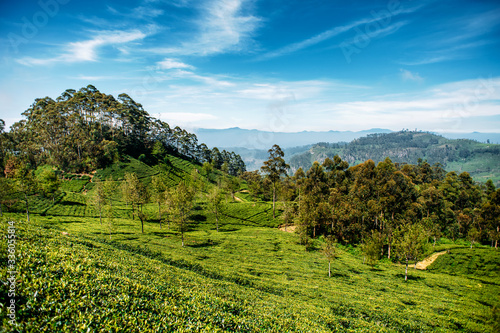 Beautiful view of tea plantation near Haputale, Sri Lanka. Landscape of green fields of tea with mountains on background. Lipton's Seat. photo