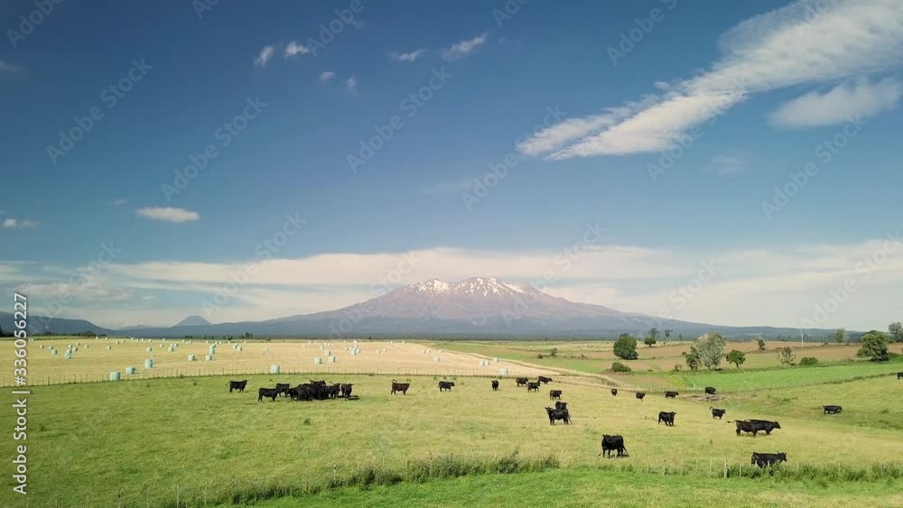 Stunning view of Mount Ruapehu and vast green fields with farm cows grazing under bright blue skies in North Island, New Zealand - wide shot Stunning view of Mount Ruapehu and vast green fields with farm cows grazing under bright blue skies in North Island, New Zealand - wide shot