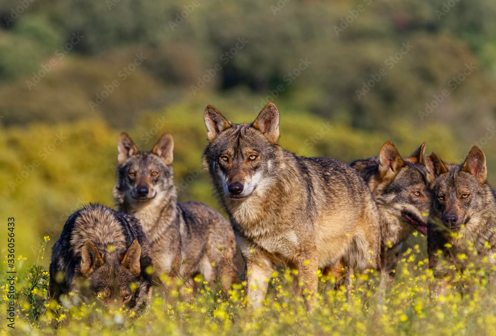 Familia de lobos