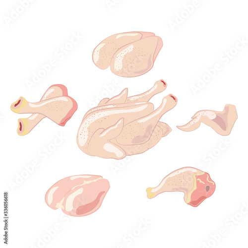 Chicken bird meat, organic poultry vector illustration