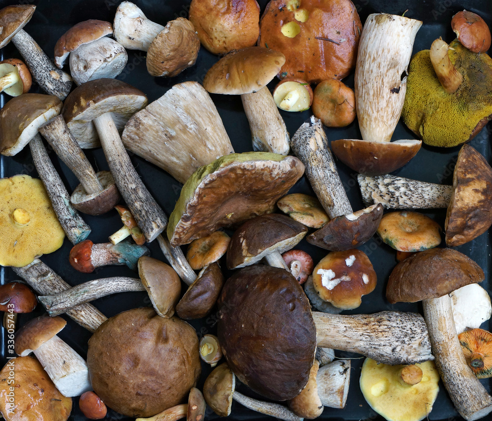 The fresh raw forest wild moshrooms  lie on a black background