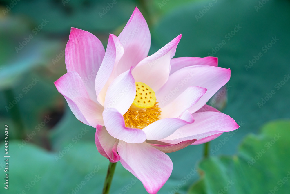 Close up of lotus flower blooming on spring morning. Buddhist flowers, bright and pure Close up of lotus flower blooming on spring morning. Buddhist flowers, bright and pure