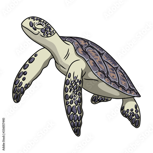 Turtle vector icon.Cartoon vector icon isolated on white background turtle.