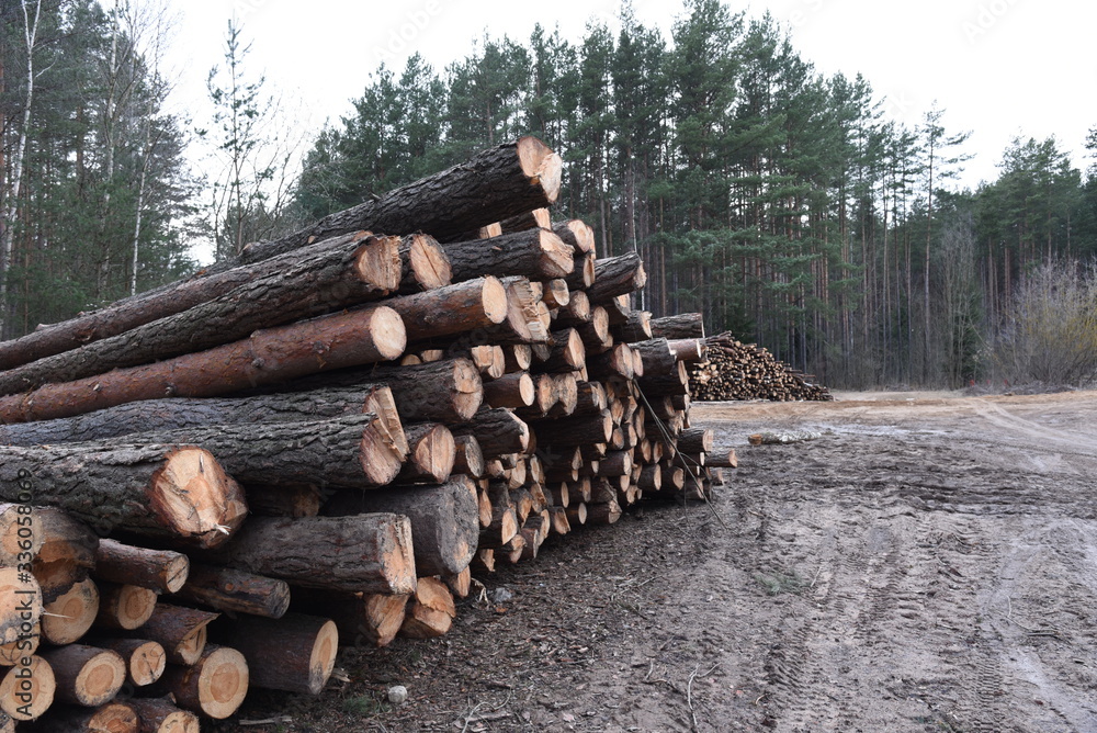 Stack of cut pine tree logs in a forest. Wood logs, timber logging, industrial destruction, forests Are Disappearing, illegal logging Stack of cut pine tree logs in a forest. Wood logs, timber logging, industrial destruction, forests Are Disappearing, illegal logging