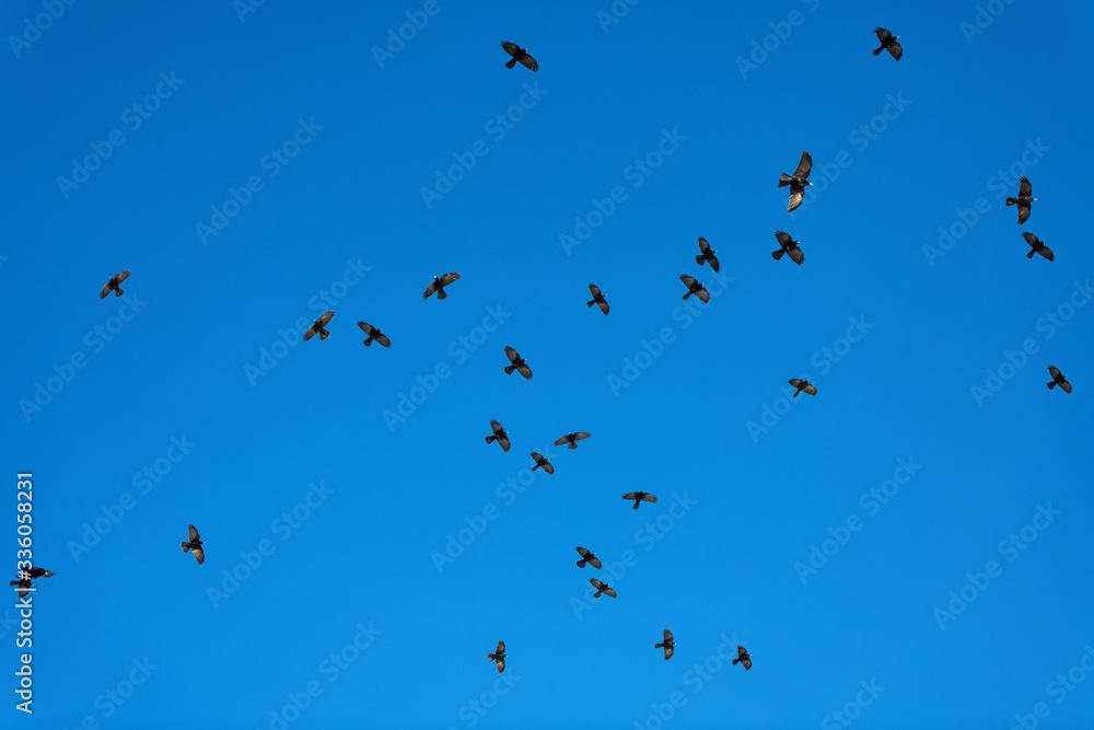 Swarm of jackdaws flying against a blue sky. Swarm of jackdaws flying against a blue sky.
