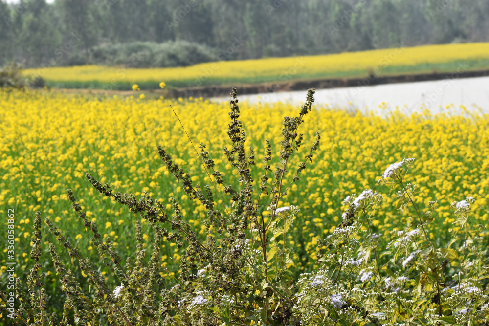 Obraz premium Unwanted plant grows in front of a mustard field