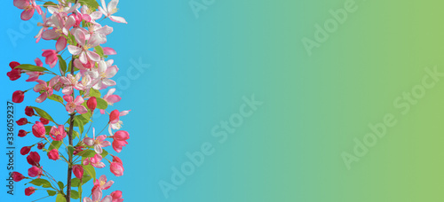 Banner with beautiful and colorful cherry blossom at Spring day in tropical garden with copy space for text and turquoise gradient background, closeup, details © neurobite