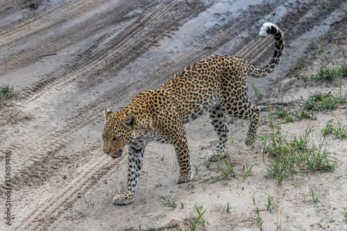 close up of leopard hunting in savuti national park botswana
