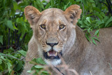 portrait of a lioness on safari in botswana