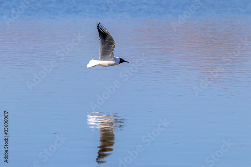 The seagull flies above the sea surface and is reflected in the water