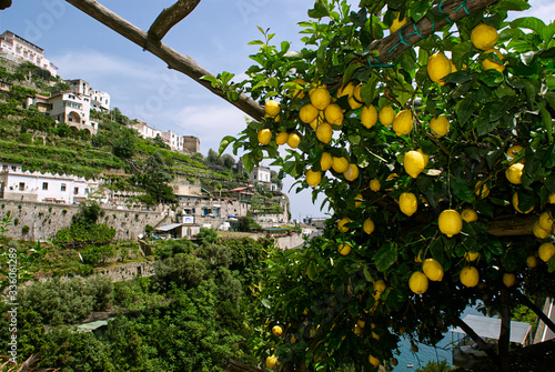 Amalfi,plantacja cytryn © Rafa