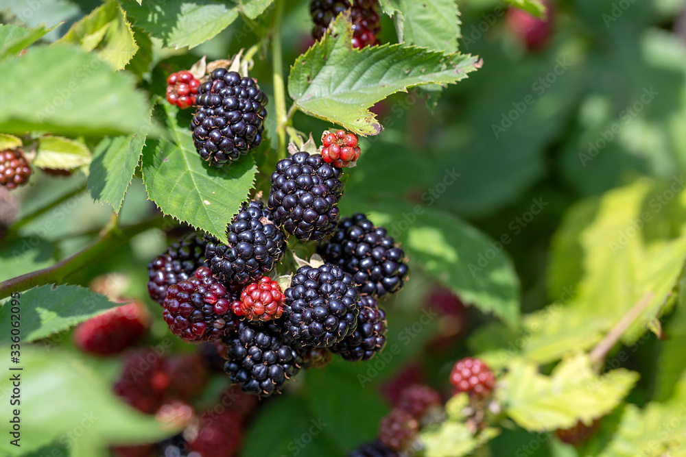 Ripe and unripe blackberries grows on the bush close up. Berry background. Juicy berry on a branch. Gardening. Ripe and unripe blackberries grows on the bush close up. Berry background. Juicy berry on a branch. Gardening.
