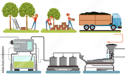 Olive Oil Production Process, Olive Harvesting, Washing, Crushing Automated Line Vector Illustration