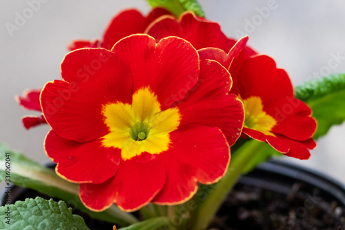 Red primrose flowers in a pot close up. Growing flowers at home