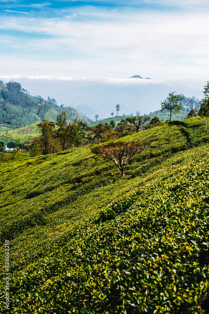 View of tea plantation, Sri Lanka. Landscape of green fields of tea with mountains on background. Lipton's Seat, Haputale