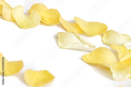 Blurred  a group of sweet yellow rose flower corollas on white isolated background 