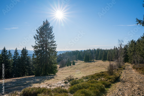 meadow on ridge with trees and sun over ridge
