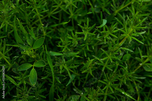 Green grass. Drops of dew on the green grass. Raindrops on green leaves. Water drops. Macro photo