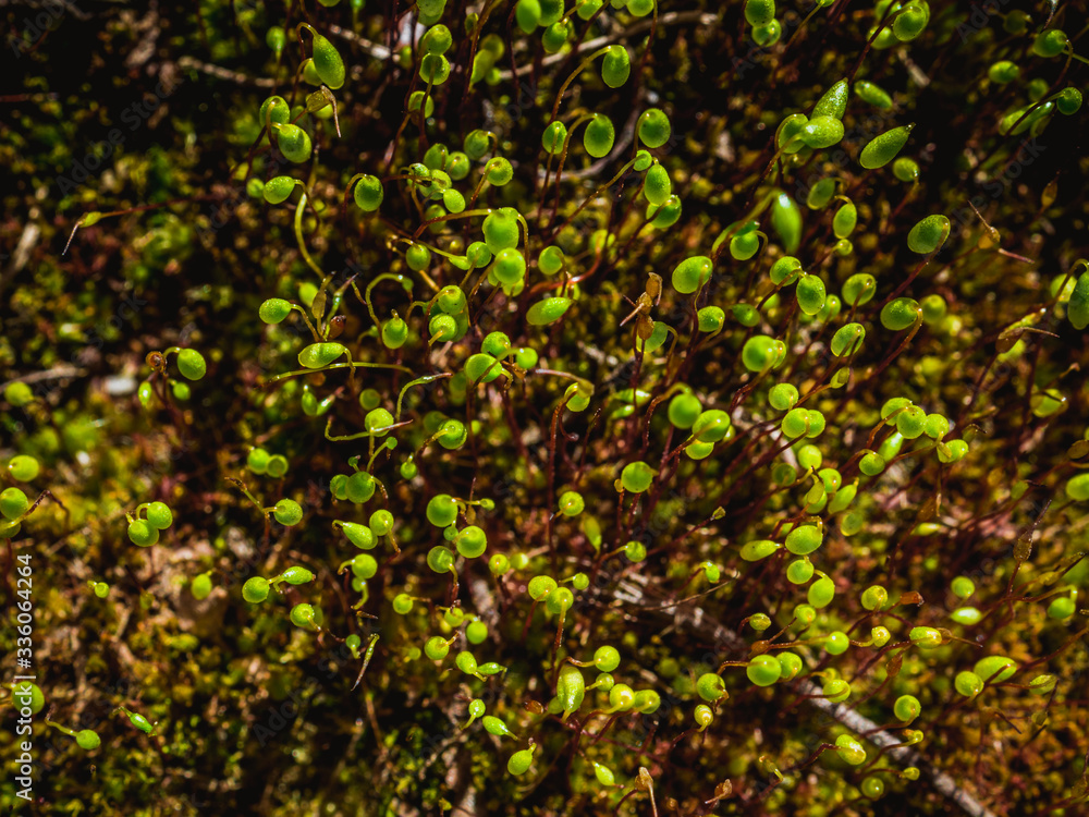 Bright green moss macro shot. Macro of moss with green spore capsules on brown stalks. Spring calm carpet. Top view. Selective focus. Pohlia nutans. Vintage blurred abstract background Bright green moss macro shot. Macro of moss with green spore capsules on brown stalks. Spring calm carpet. Top view. Selective focus. Pohlia nutans. Vintage blurred abstract background