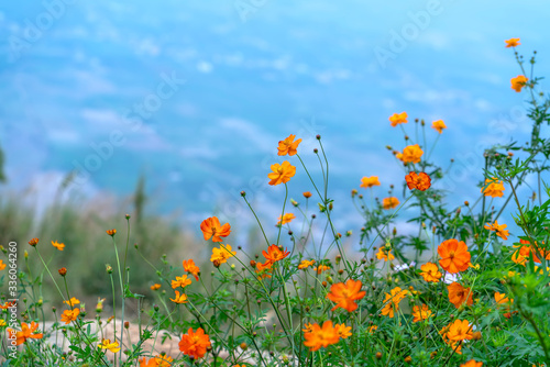 Daisies on the top of the mountain bloom in the spring with a plain valley background