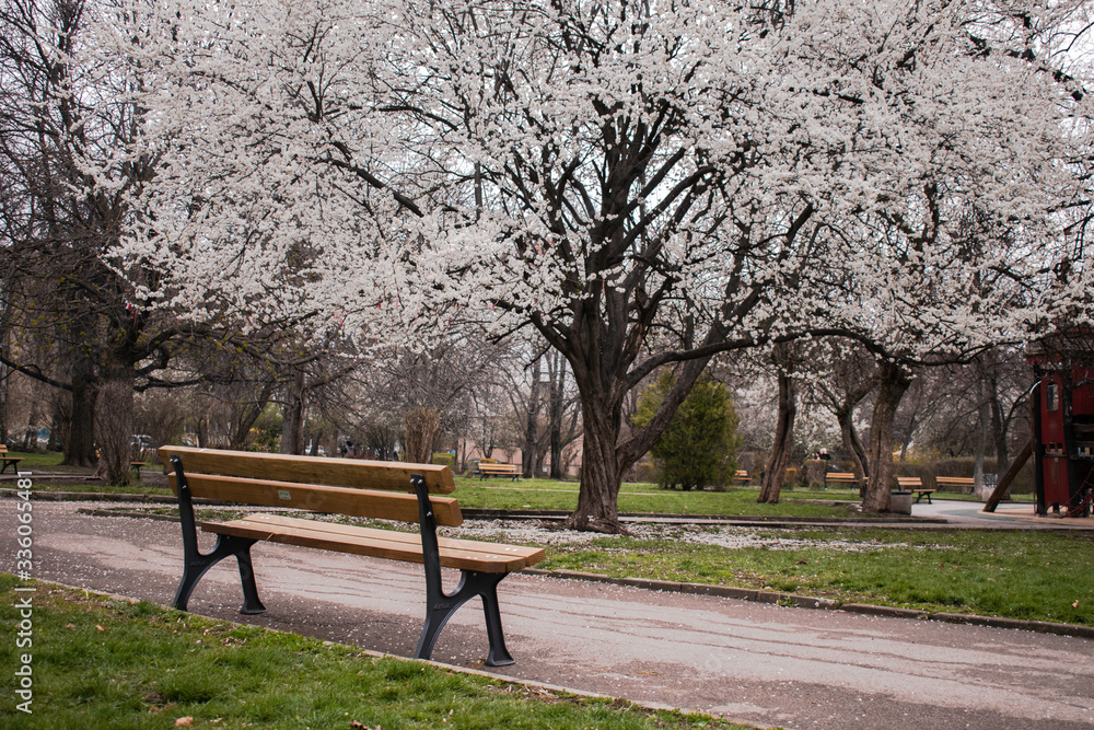 Sofia, Bulgaria - April 5, 2020. Deserted city park during covid 19 pandemic where trees blossom in full throughout spring season. Sofia, Bulgaria - April 5, 2020. Deserted city park during covid 19 pandemic where trees blossom in full throughout spring season.