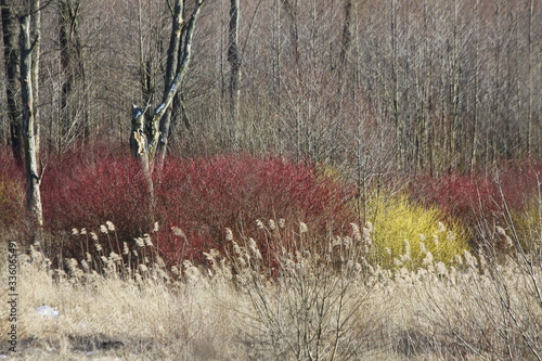 Fototapeta Naklejka Na Ścianę i Meble -  natura 