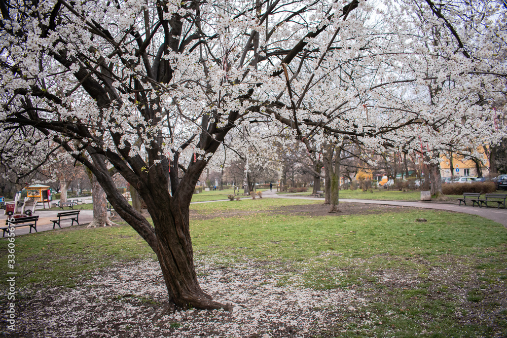 Obraz premium Sofia, Bulgaria - April 5, 2020. Deserted city park during covid 19 pandemic where trees blossom in full throughout spring season.