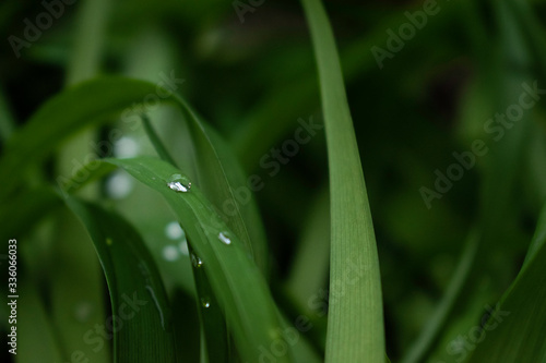 Sofia, Bulgaria - April 5, 2020. Rain drops in the thick greenery just after the rain.