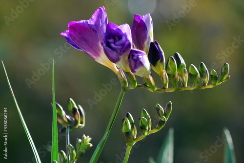 Alcuni boccioli di fresia di colore viola pronti a sbocciare photo