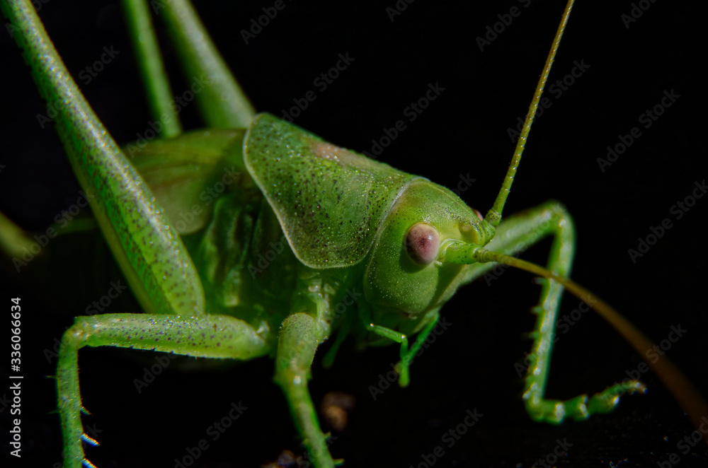 Fototapeta premium grasshopper on a leaf