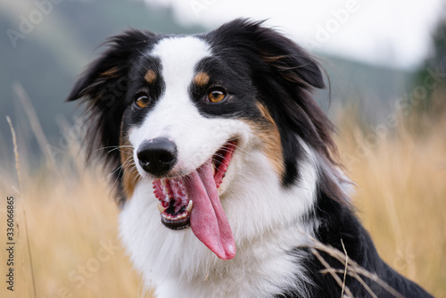 Portrait of Australian Shepherd dog in autumn meadow. Happy adorable Aussie dog sitting in grass field. Beautiful adult purebred Dog outdoors in nature. © DenisNata
