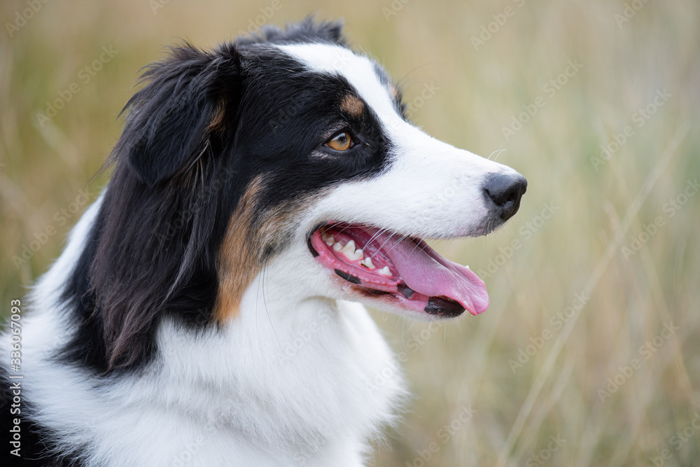 Portrait of Australian Shepherd dog in autumn meadow. Happy adorable Aussie dog sitting in grass field. Beautiful adult purebred Dog outdoors in nature.