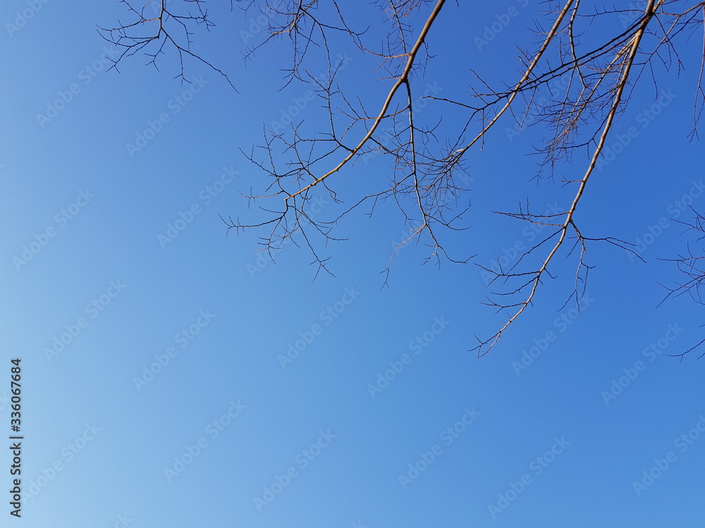 Obraz premium tree branches against blue sky