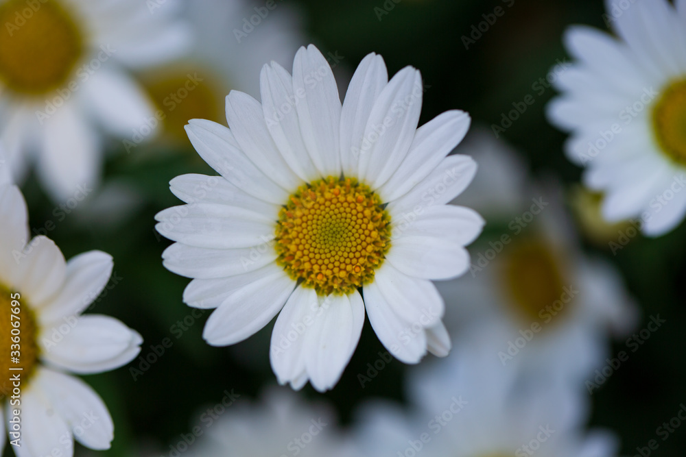 Fototapeta premium Garden camomile flowers, field with camomiles, camomile closeup, natural antiseptic. Chamomile close up. Chamomile medicinal plant on a sunny day. Blooming chamomile field natural herbal treatment.