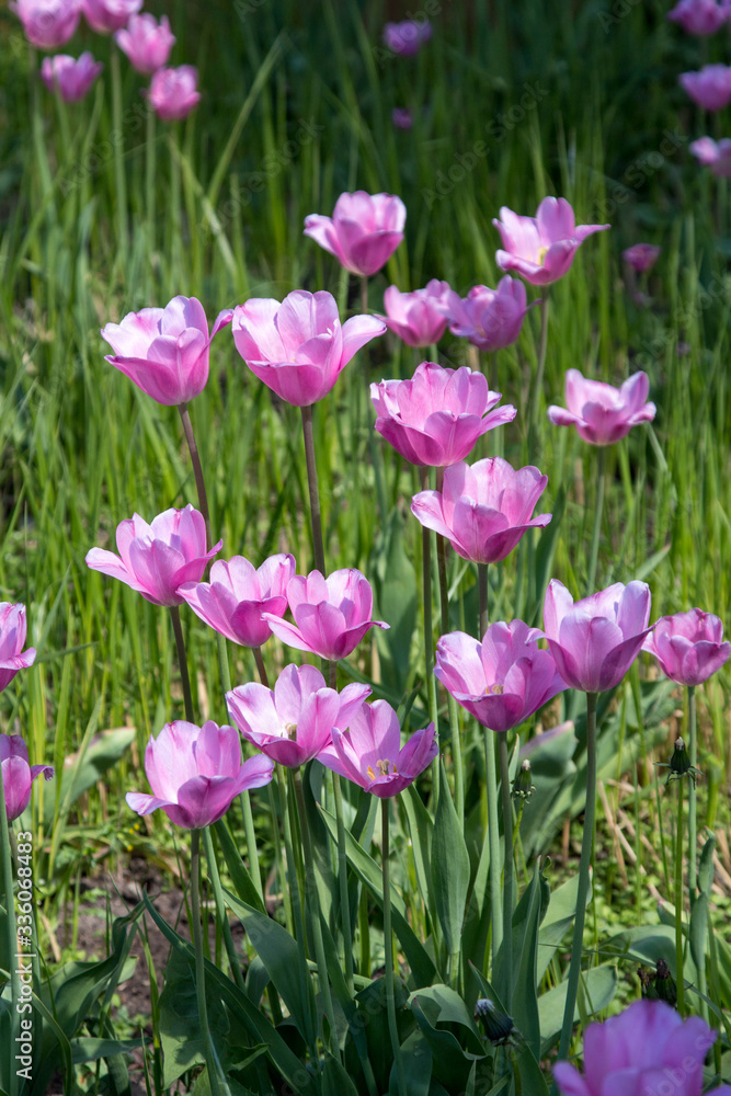 Violet tulips and green grass in summer Violet tulips and green grass in summer