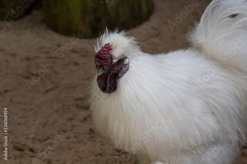 White hen with walks on the sand
