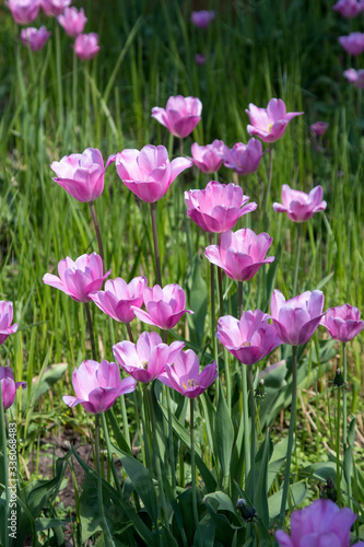 Violet tulips and green grass in summer