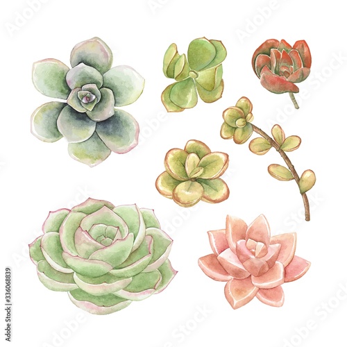 Watercolor set of succulents for your design, hand drawn vector illustration.