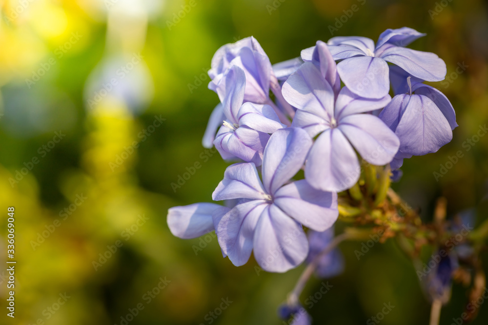 The background image of the colorful flowers The background image of the colorful flowers