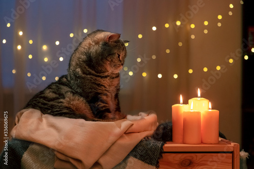 Scottish cat at home in the evening by candlelight