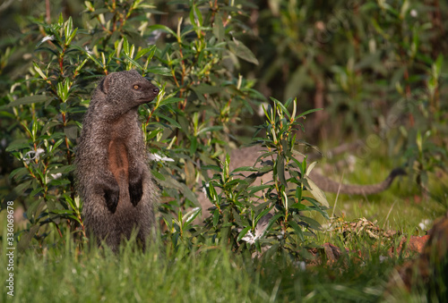 Standing Egyptian mongoose (Herpestes ichneumon) in its environment. photo